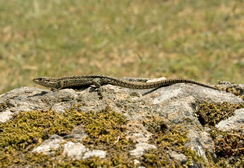 Lizard 5 DM0311